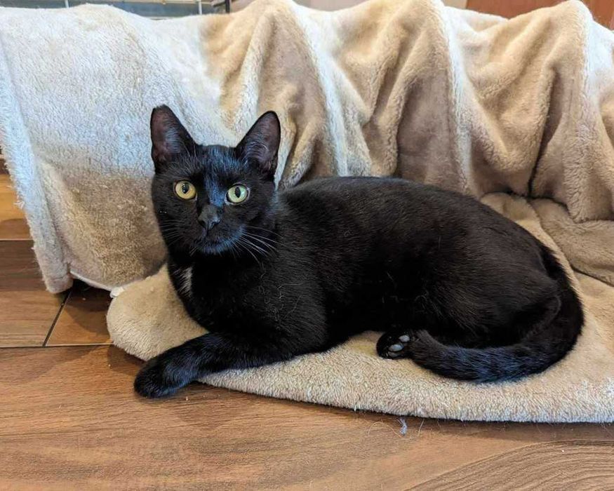 Fajny czarny kotek Węgielek, 2 lata, wykastrowany
