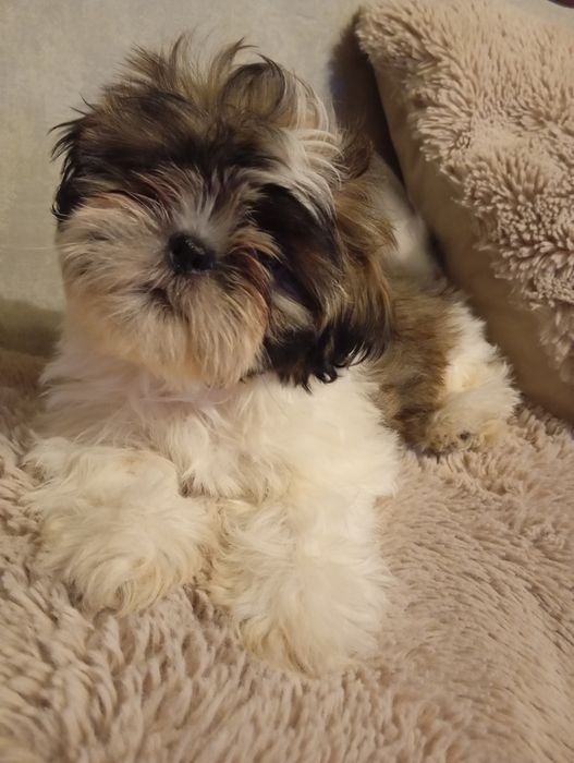 Shih-tzu szczeniaczekśliczny piesek