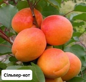 Саджанці Абрикоса