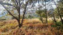 Terreno  para venda