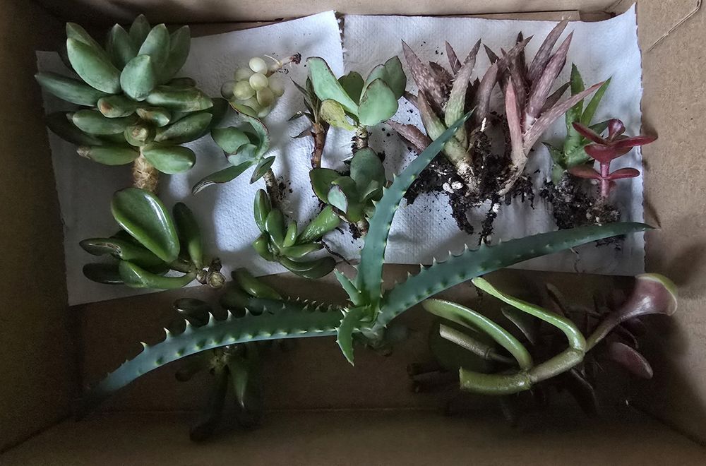 Zestaw roślin sukulent grubosz aloes echeveria burito