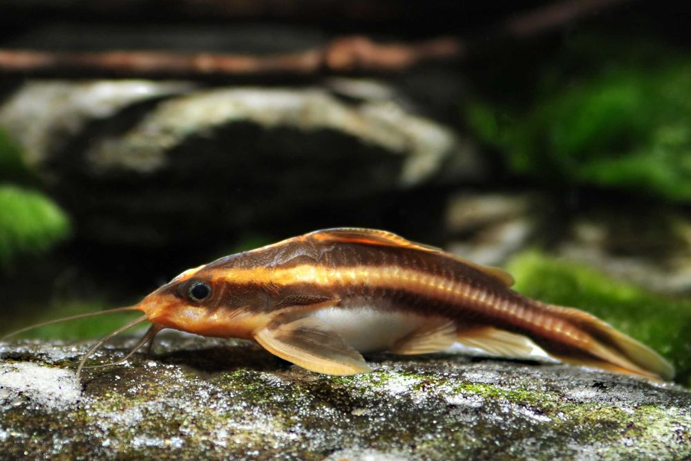 Sum Liniowy - Sklep Zoologiczny