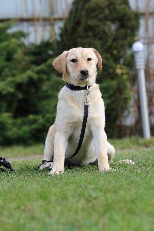 Labrador retriever suczka biszkoptowa