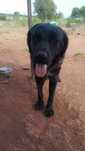 Doa se casal  de cães de 8 meses