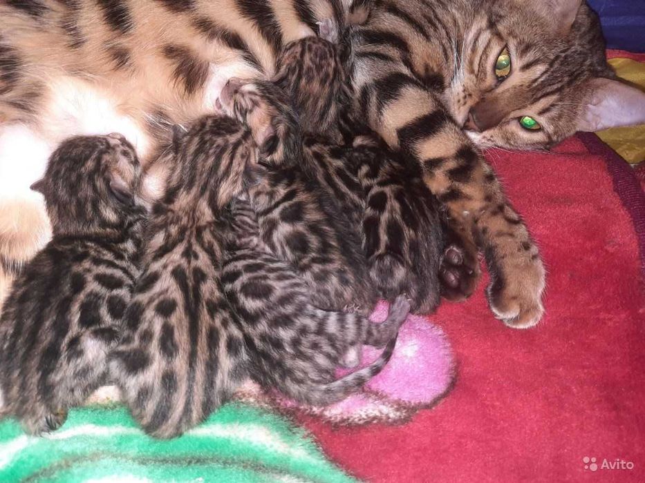 Котята бенгали .