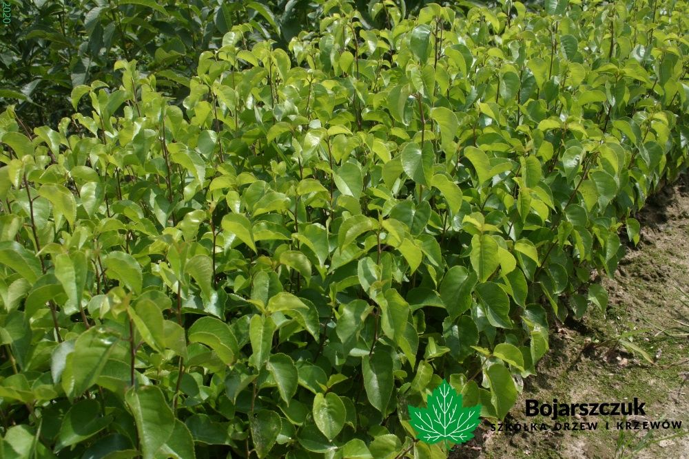 ANTYPKA - Podkładka dla drzew owocowych  JESIEŃ 2025 / WIOSNA 2026