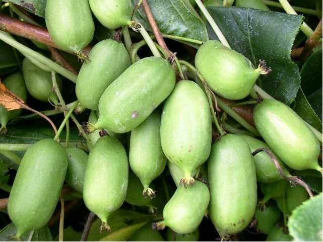 Mini Kiwi Sadzonki Samopylne! Issai! Kiwi duże, zdrowe sadzonki