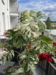 Monstera variegata