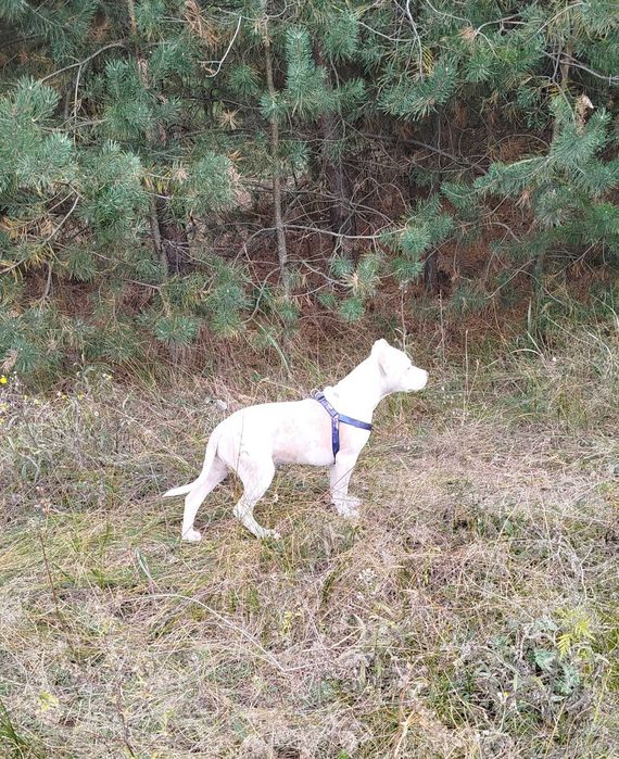 Амстаф 6 місяців