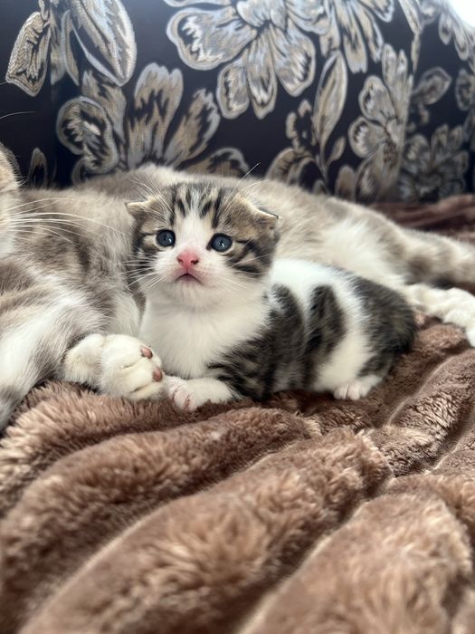 Висловухі кошенята. Котики