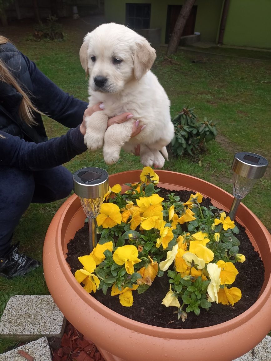 Golden retriever szczeniak