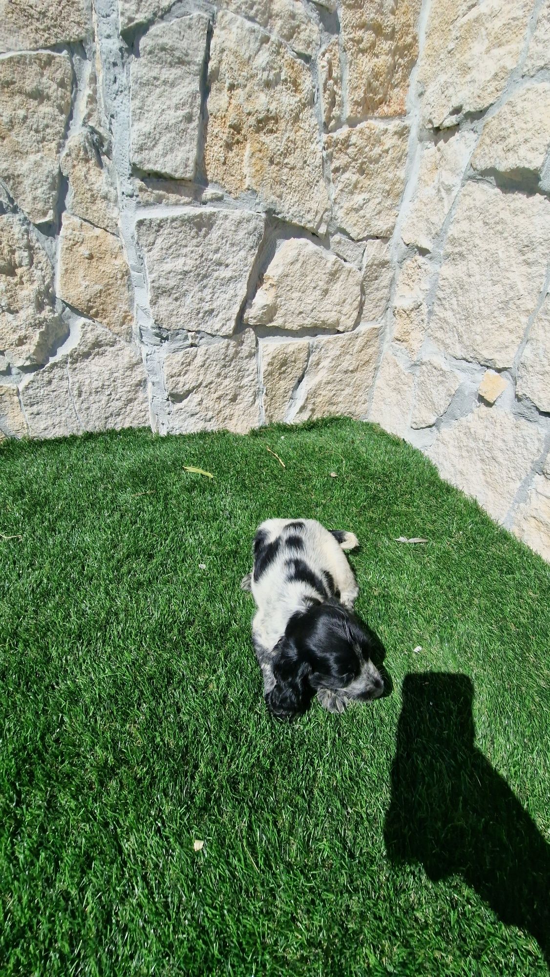 Cocker Spaniel Inglês Azul Ruão