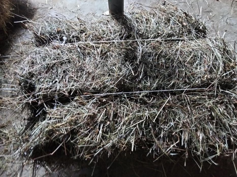 Siano kostka tegoroczna