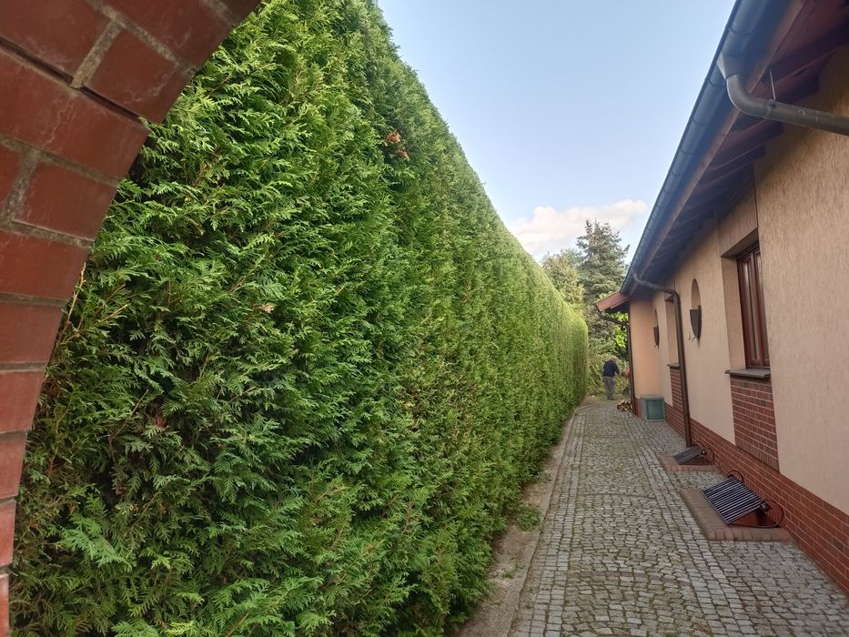 Ogrodnik Usługi ogrodnicze wertykulacja aeracja  oprysk odśnieżanie