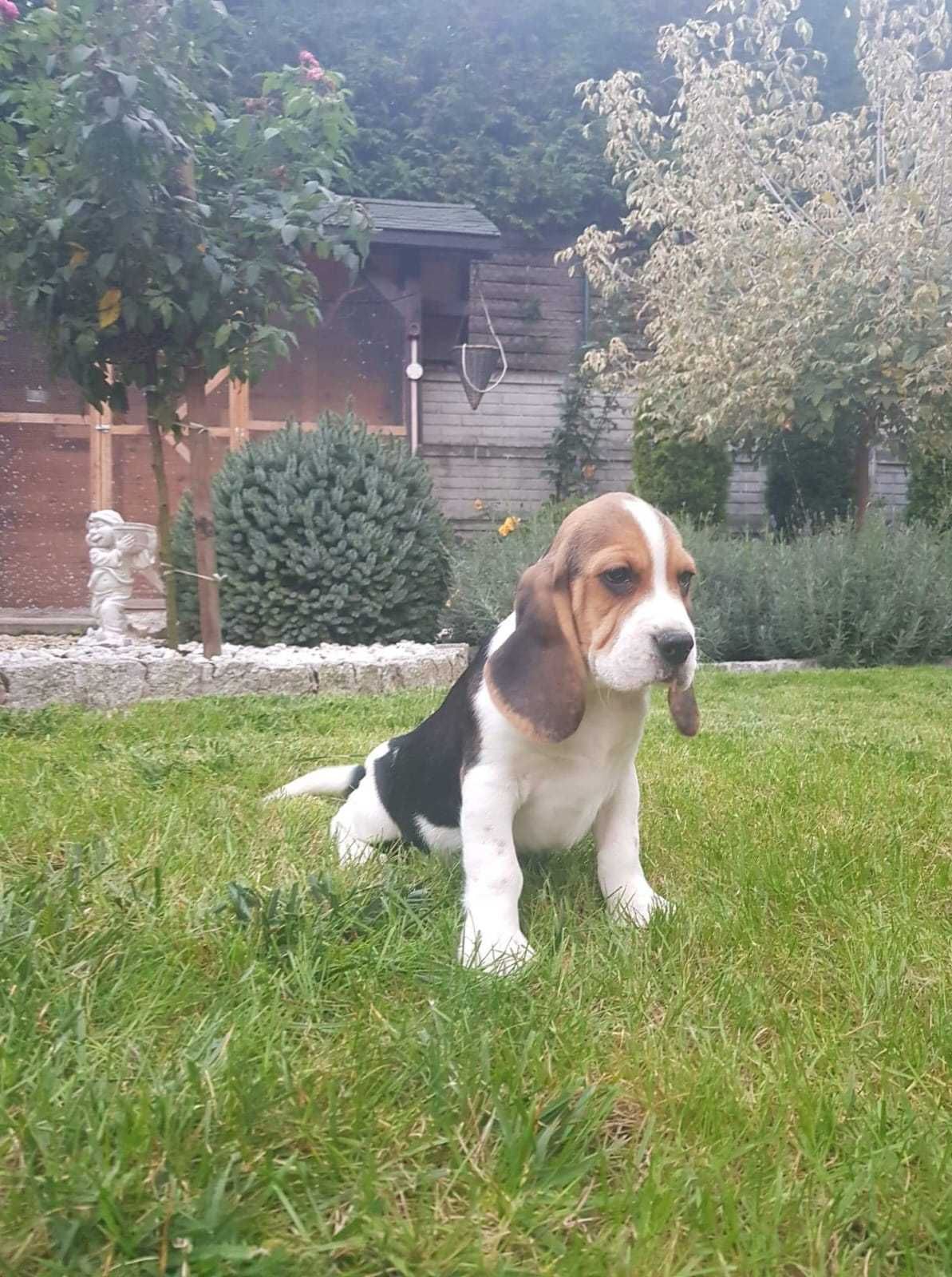 Beagle sunia piękna