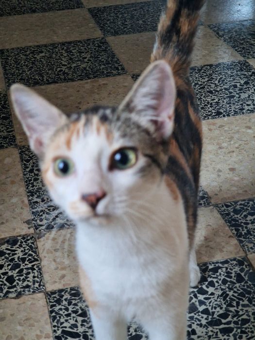 Gatinhos para adoção responsável