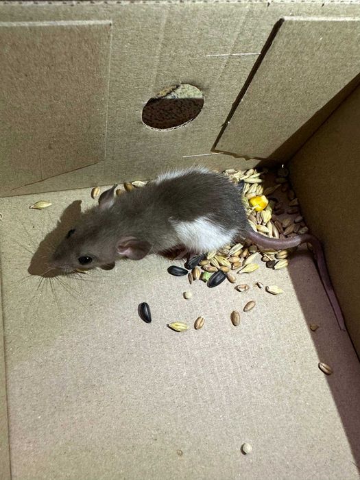 Декоративні щурики, дамбо