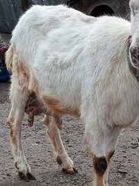 Продам козу не дорого.Коза за четвертим окотом , їстівна. Д