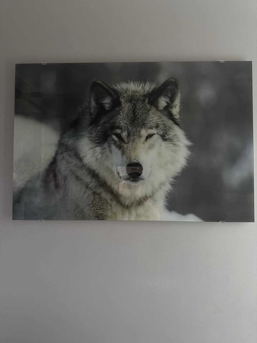 Foto obraz wilka 80x120