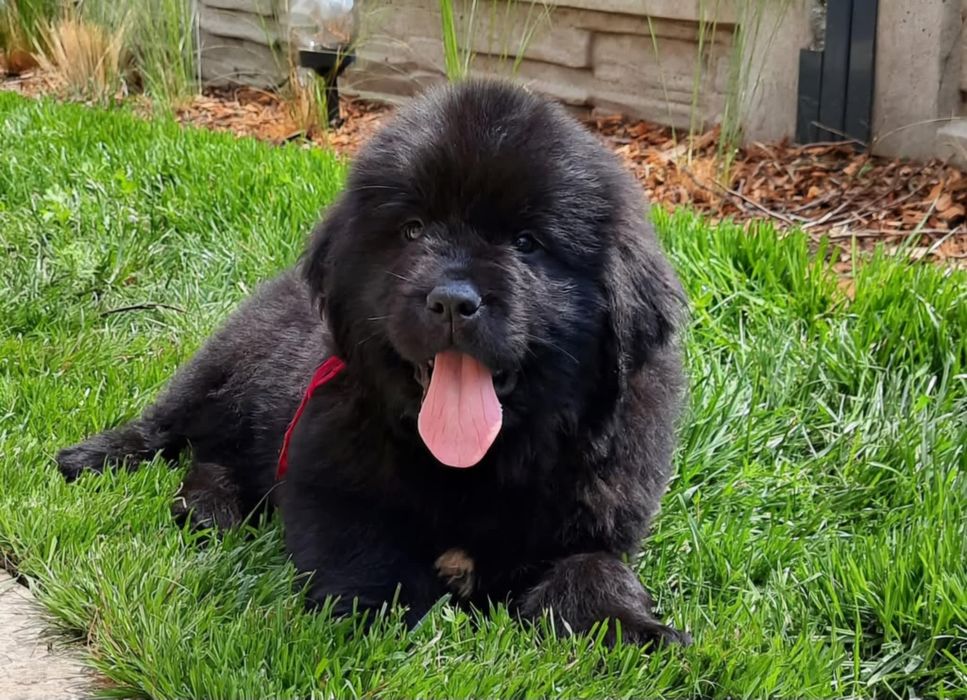 Nowofundland FCI ZKWP