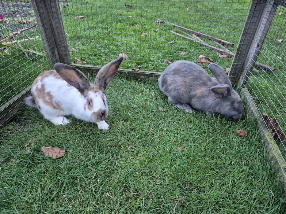 Srokacz niemiecki, trójbarwny