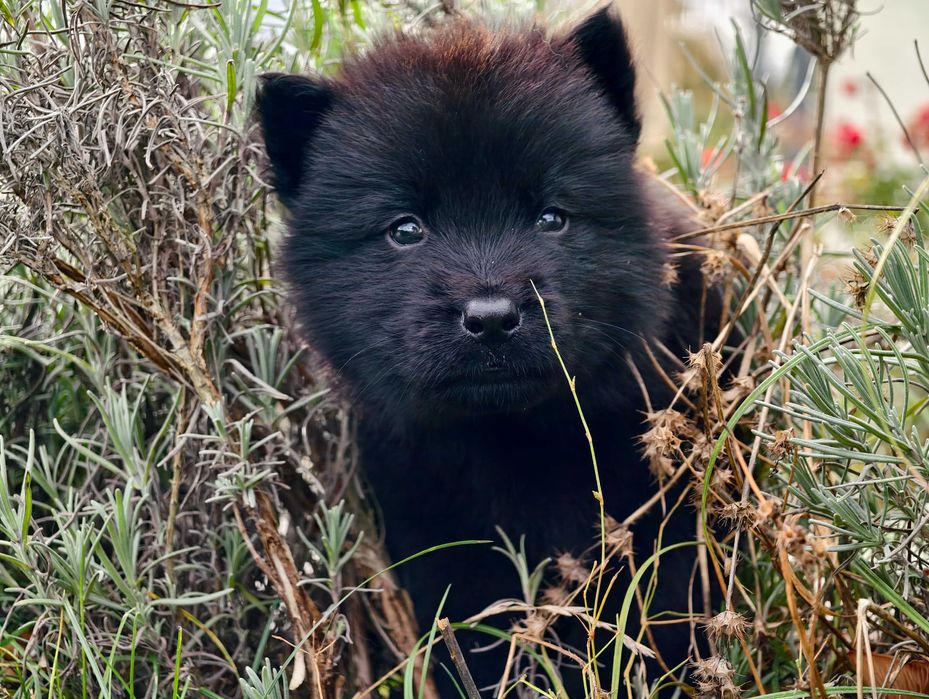 OWCZAREK STARONIEMIECKI Czarny pies po mocnych i zdrowych rodzicach!