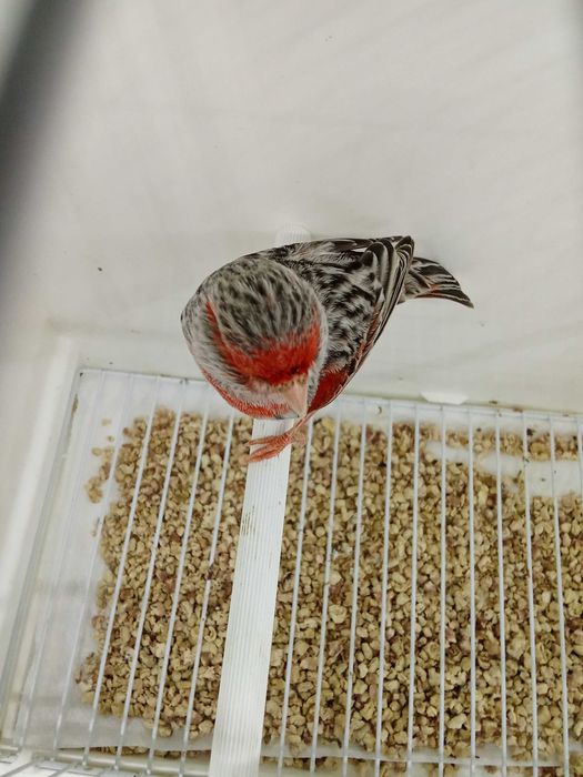 Canário ágata vermelho mosaico 2025