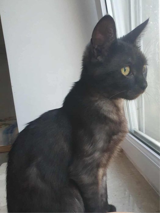 Kotka Buka szuka domu