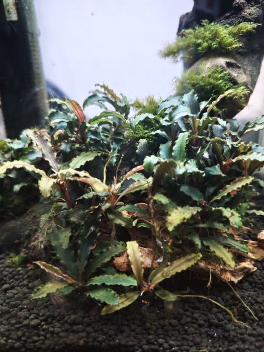 Planta de aquário Bucephalandras