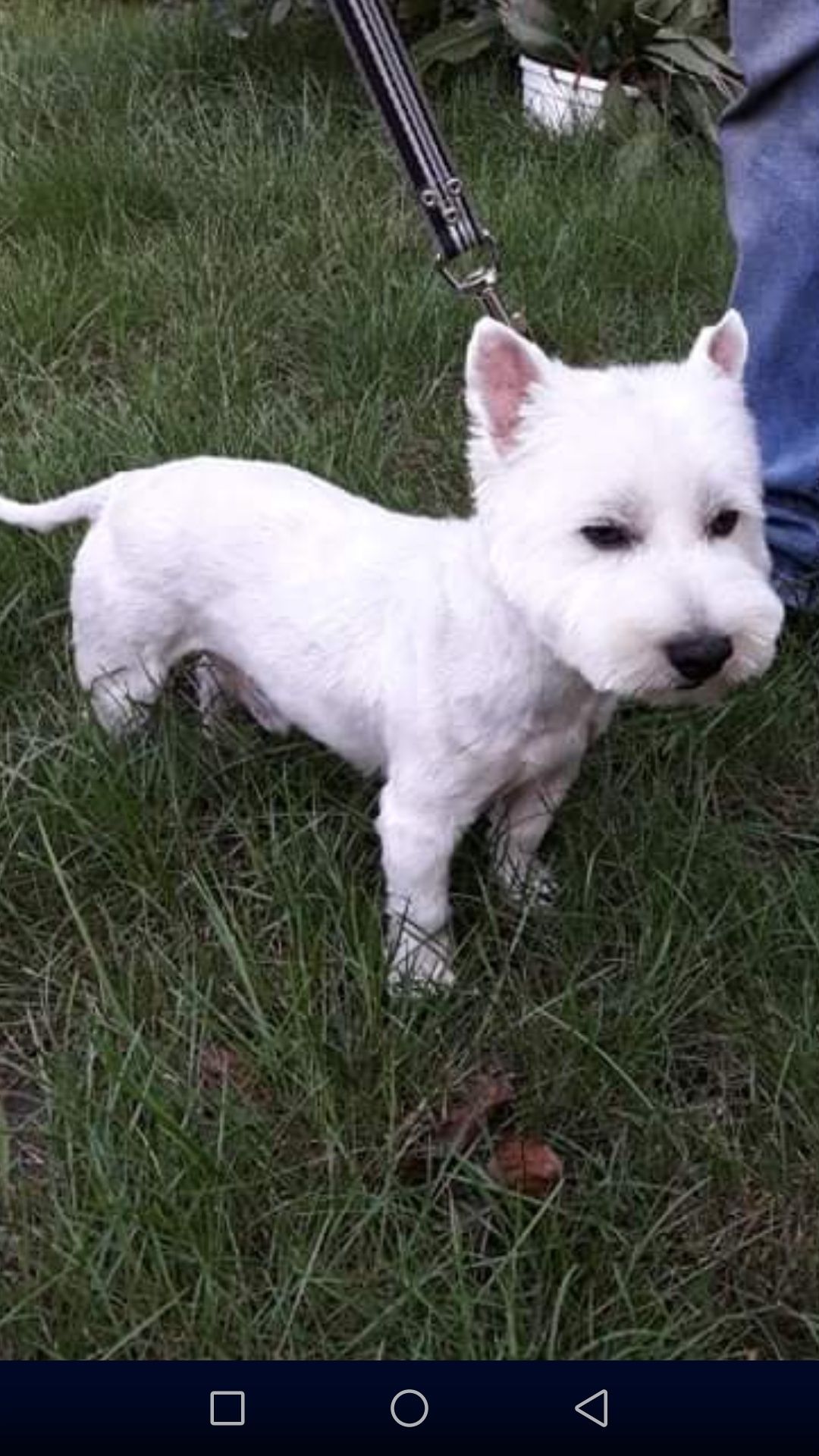 West highland white terrier reproduktor