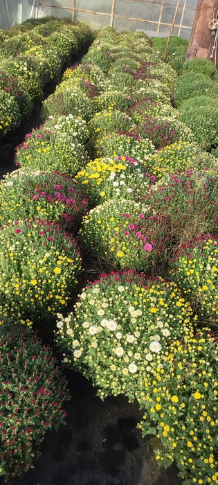 Chryzantemy drobnokwiatowe