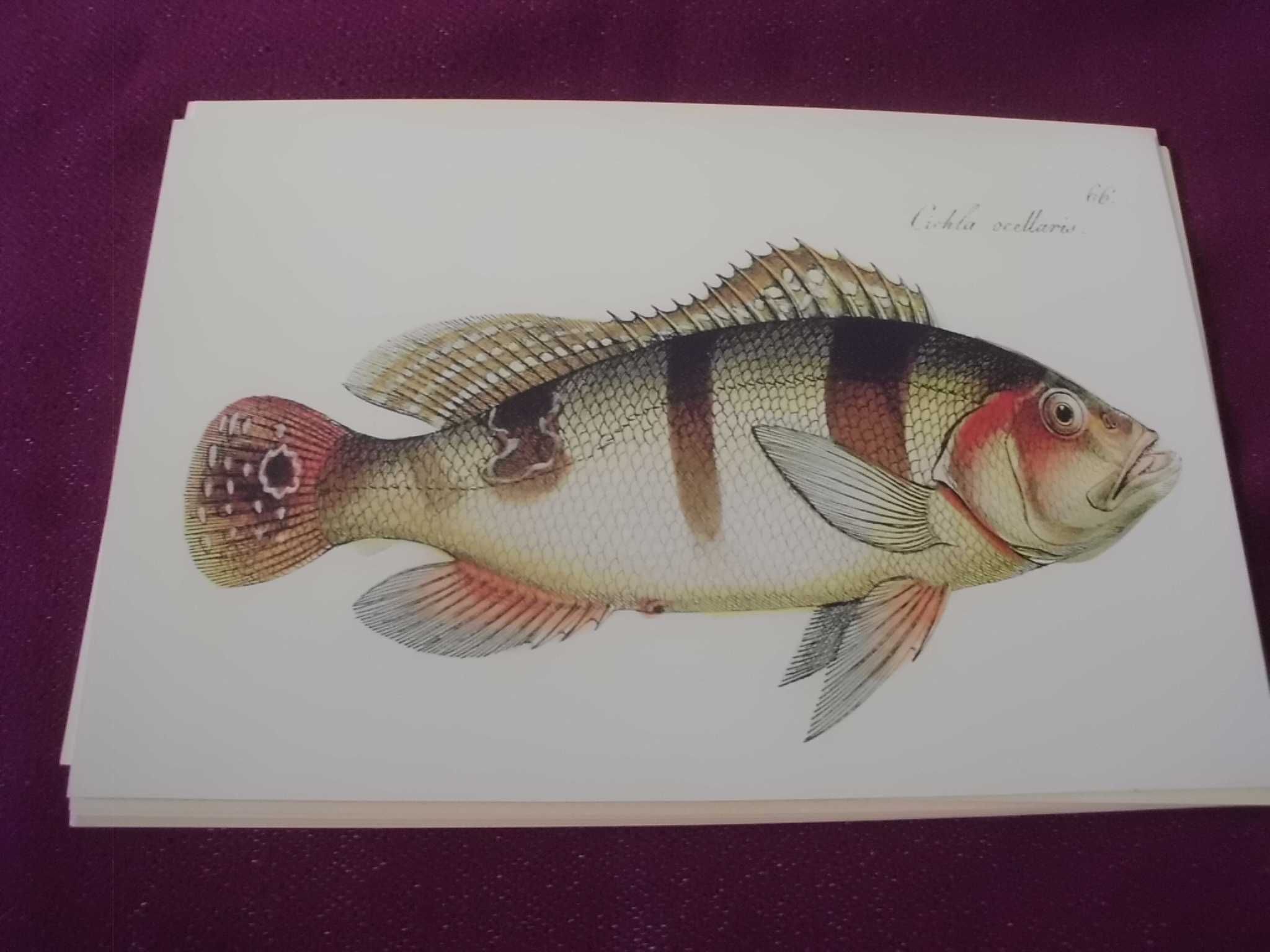 Ryby  stara XIX w. grafika -reprint