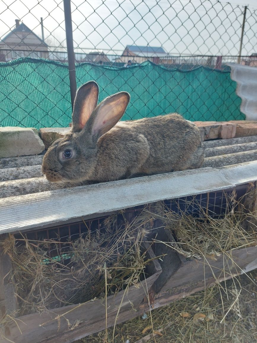 Продам кролів помісь веліканів