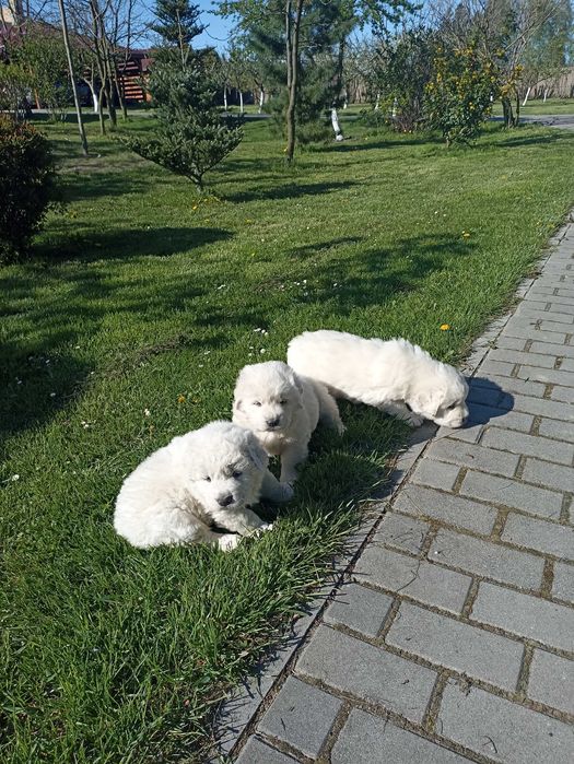 цуценята - Піренейська гірська вівчарка