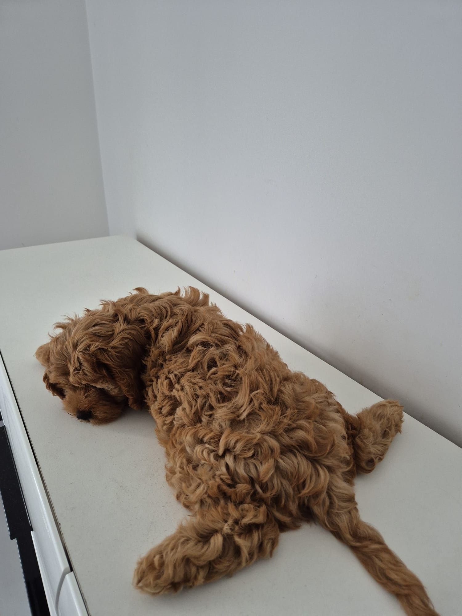 Piesek Cavapoo f1 Cavalier- Pudel