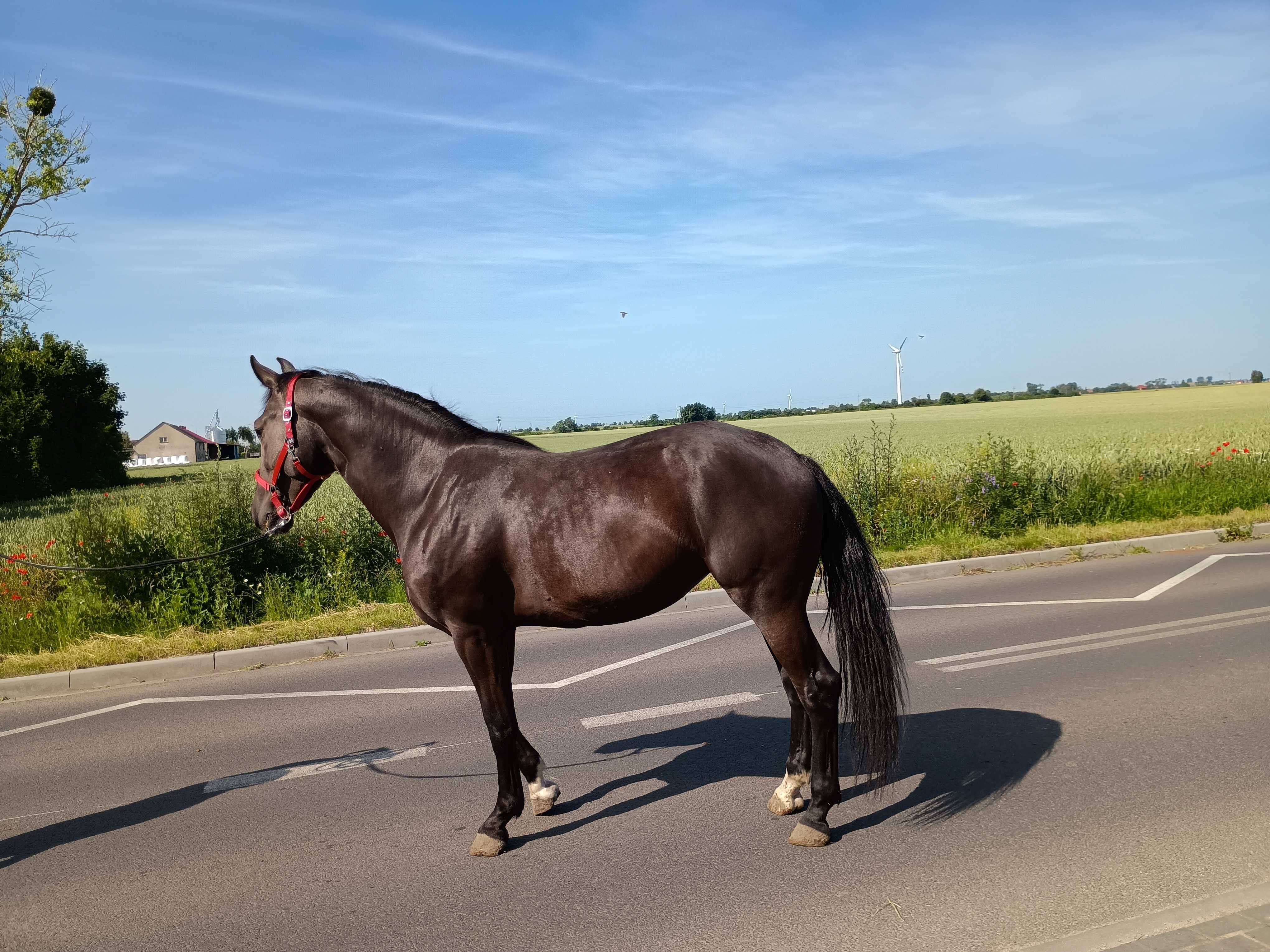Klacz 3 letnia surowa
