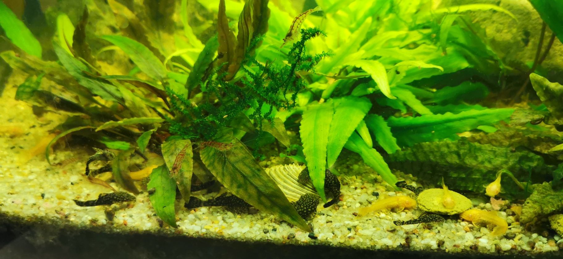 Akwarystyka koglonojady czarne 3 zł i żółte 4 zł rozmiar od 2 cm do 4,