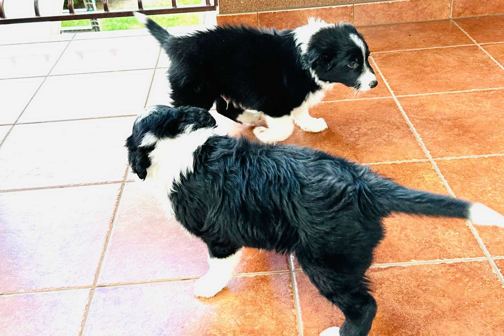 Border collie - piesek Czaruś