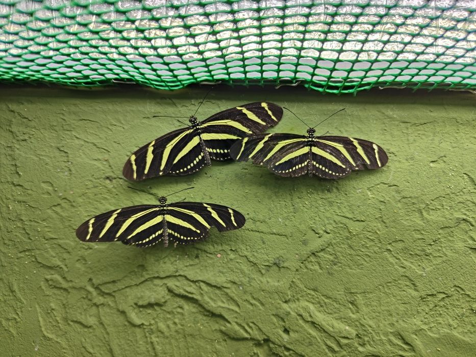 Poczwarki Heliconius charithonia, motyl egzotyczny