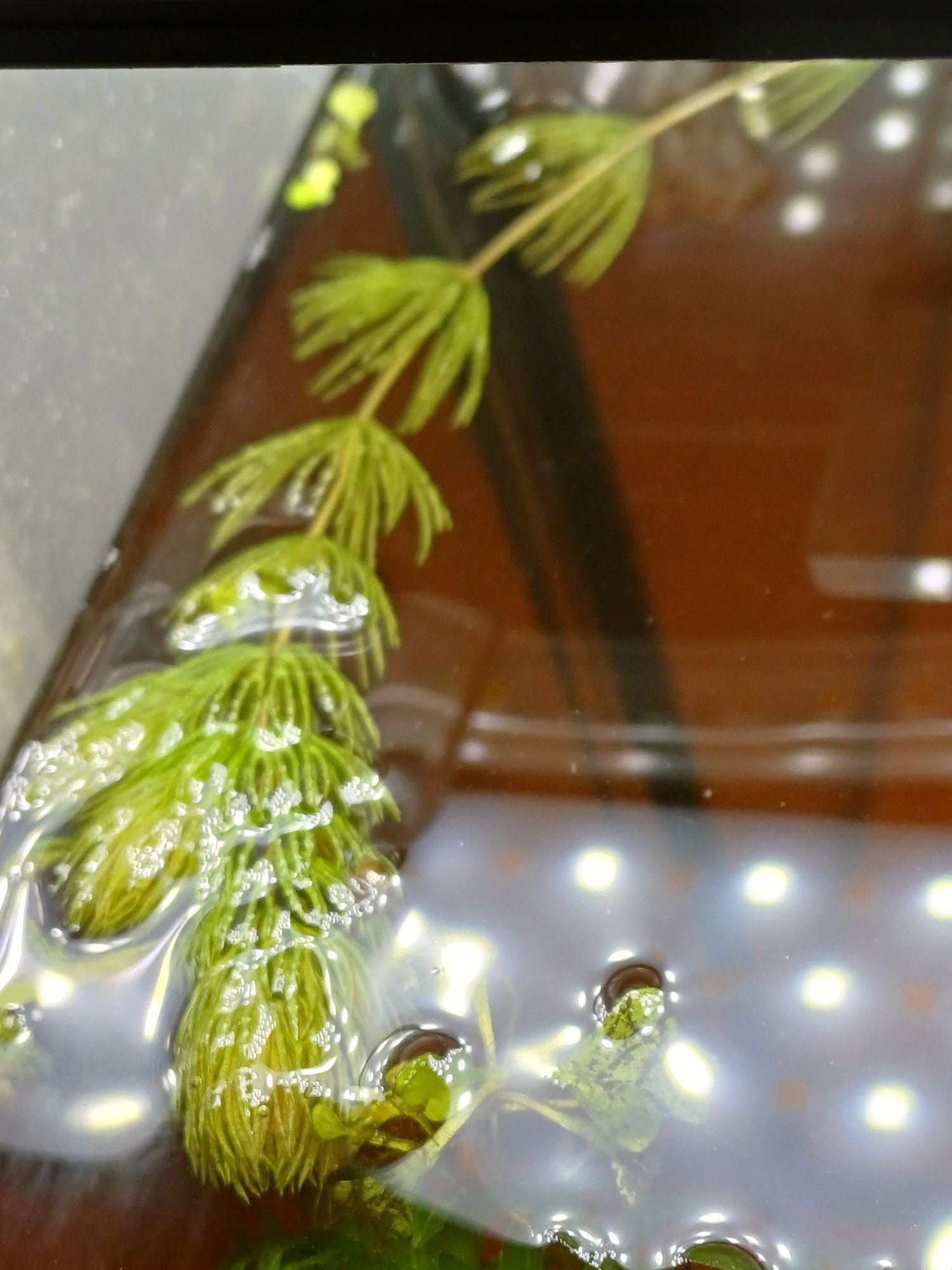 plantas aquáticas foxtail ,elodeas , e flutuantes