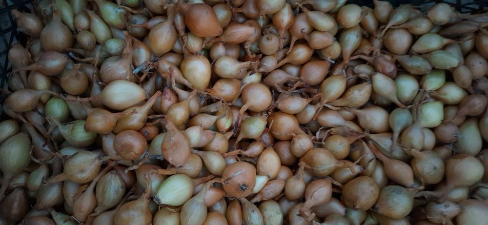 Озима цибуля (тиканка)