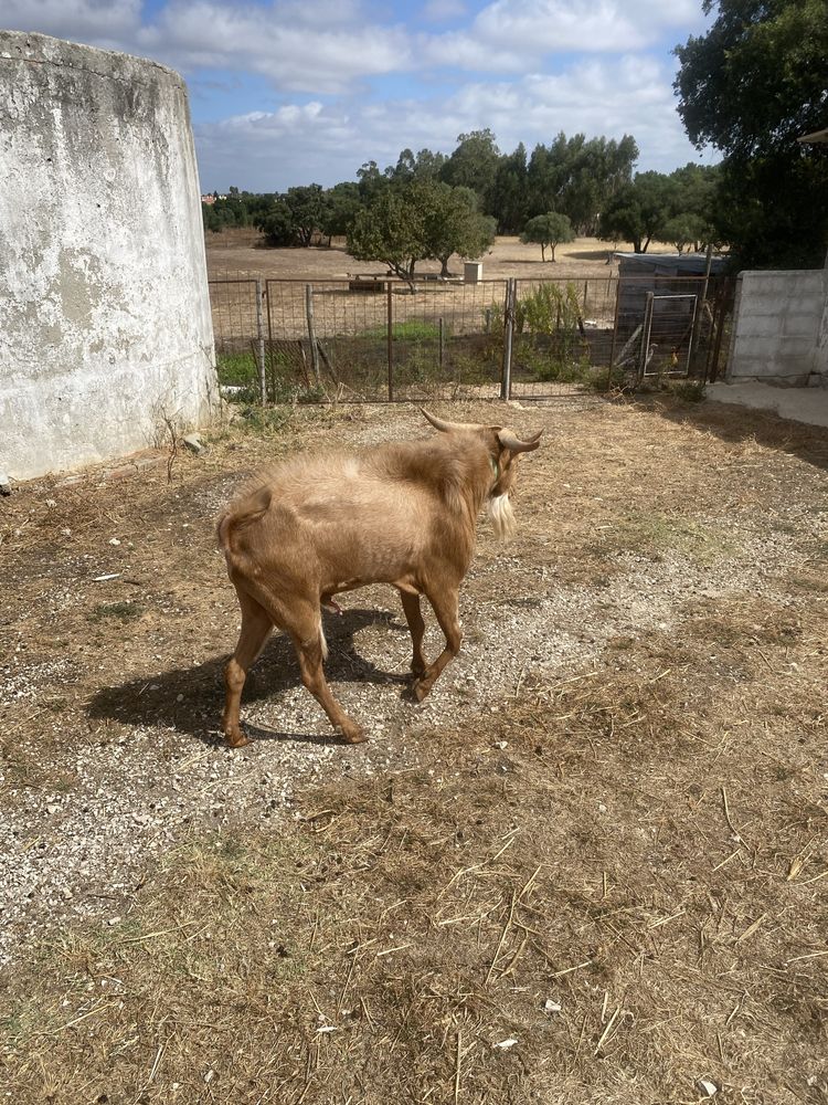 Bode malaguenho.