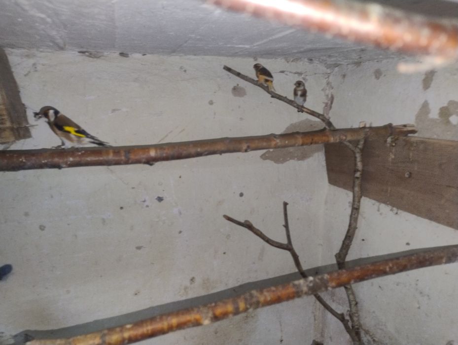 Sprzedam papugi faliste