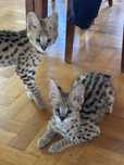 Kocurek Savannah F 1