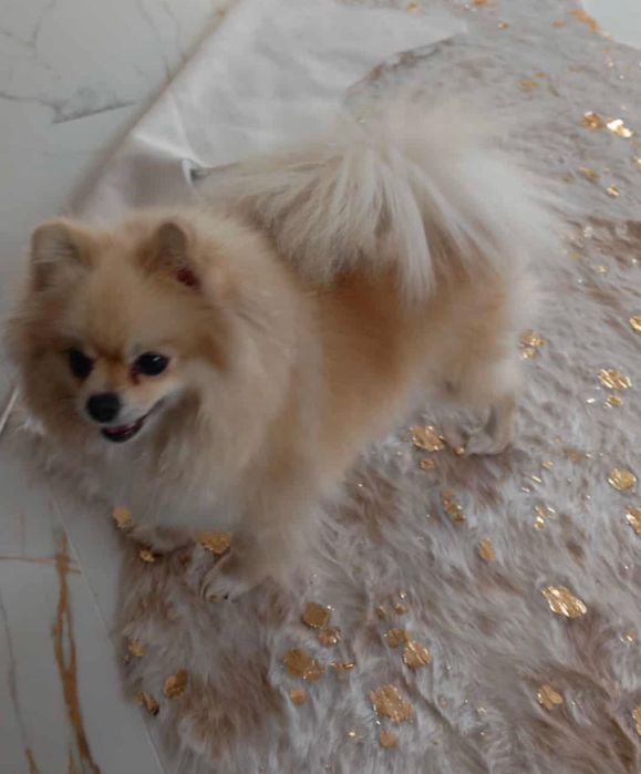 Piękna Suczka Szpic Miniaturowy z Rodowodem