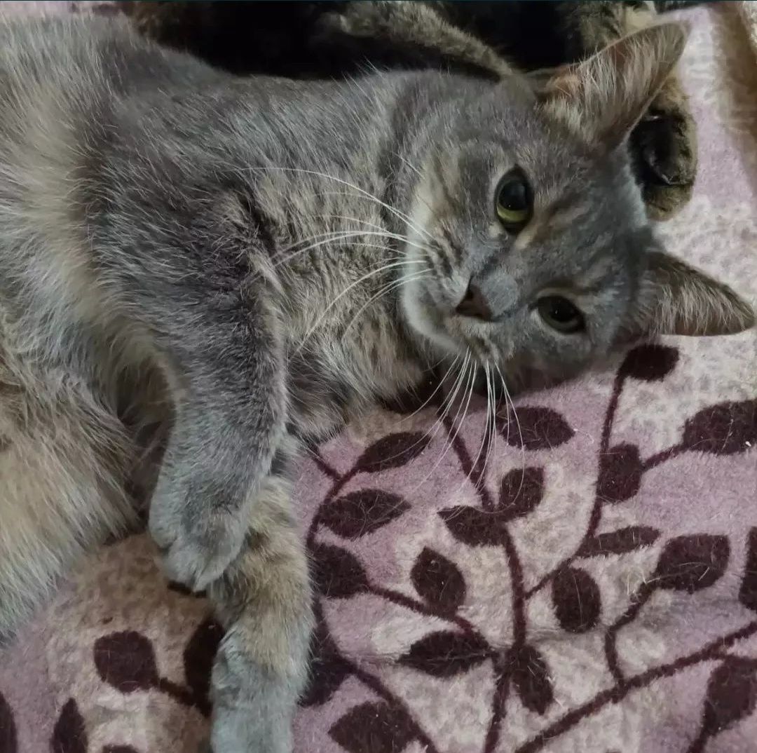 Отдам серую вискасную кошку, стерилизована, привита, 2 года