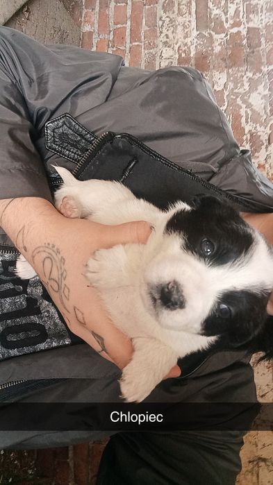 Pieski do oddania (na następnych zdjęciach są wolne pieski do oddania)