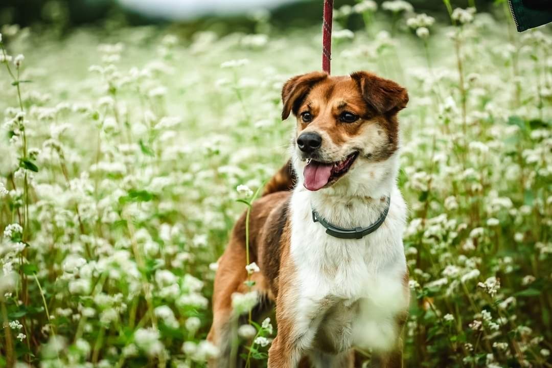 Fara czeka na domek!