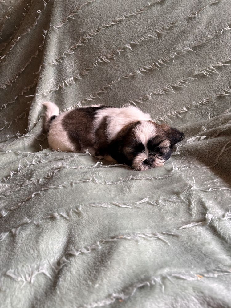 Shih Tzu Suczka.