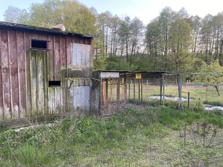 Oddam gołębnik za darmo